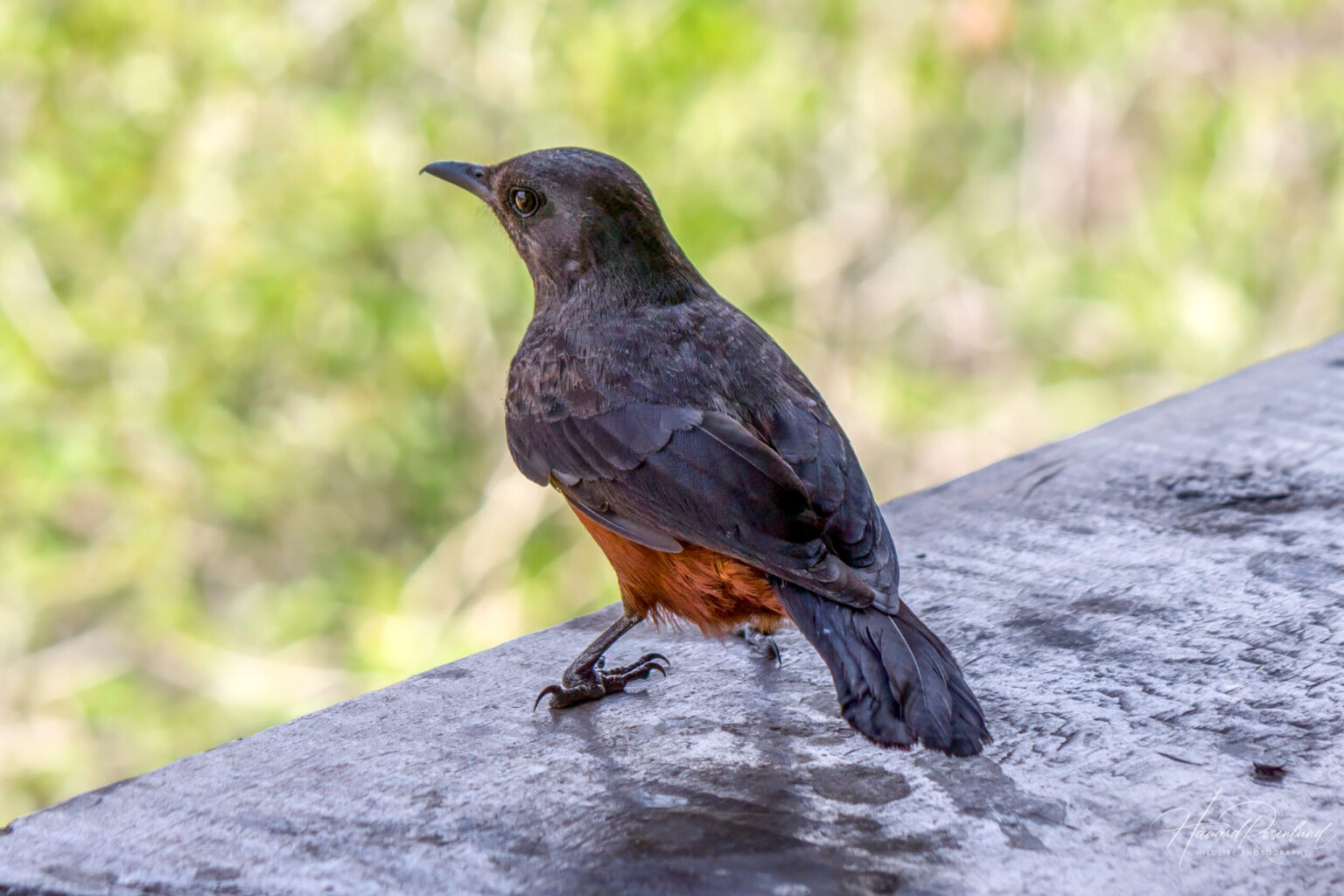 Mocking Cliff-Chat (Thamnolaea cinnamomeiventris) - Female @ Hluhluwe-iMfolozi Park, South Africa. Photo: Håvard Rosenlund