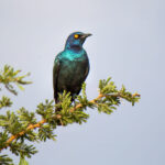 Cape Starling (Lamprotornis nitens) @ Hluhluwe-iMfolozi Park, South Africa. Photo: Håvard Rosenlund