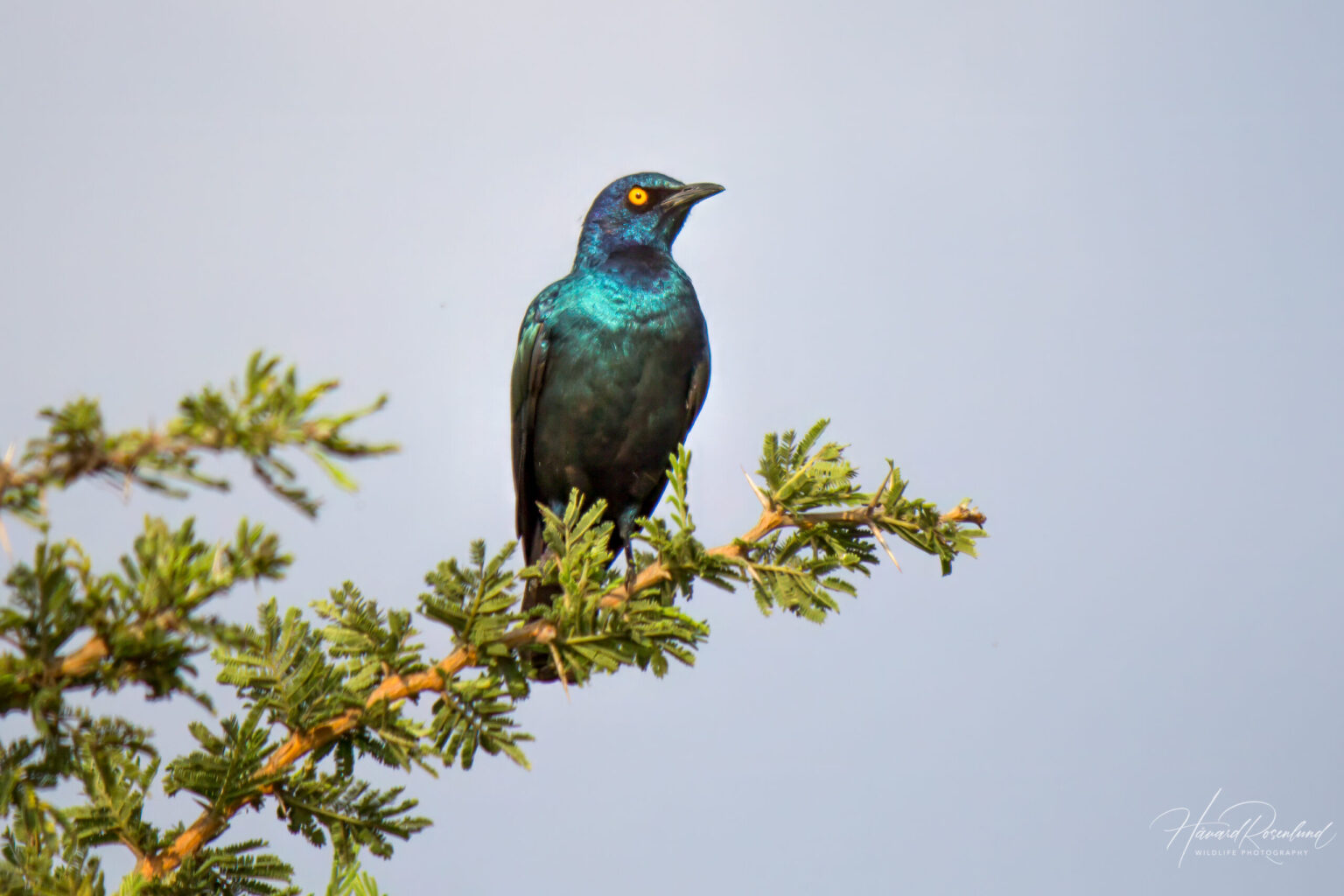 Cape Starling (Lamprotornis nitens) @ Hluhluwe-iMfolozi Park, South Africa. Photo: Håvard Rosenlund