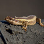 African Striped Skink (Trachylepis striata) @ Hluhluwe-iMfolozi Park, South Africa. Photo: Håvard Rosenlund