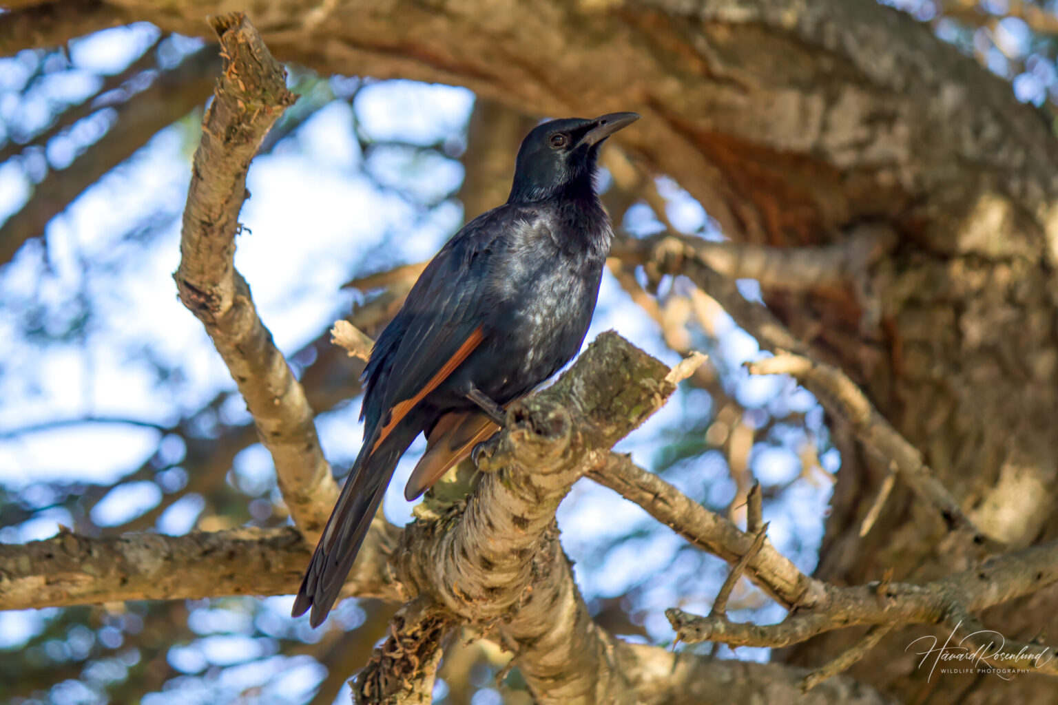 Red-winged Starling (Onychognathus morio) @ Hluhluwe-iMfolozi Park, South Africa. Photo: Håvard Rosenlund