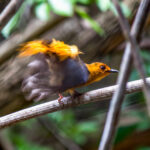 Red-capped Robin-Chat (Cossypha natalensis) @ Rocktail Bay, South Africa. Photo: Håvard Rosenlund