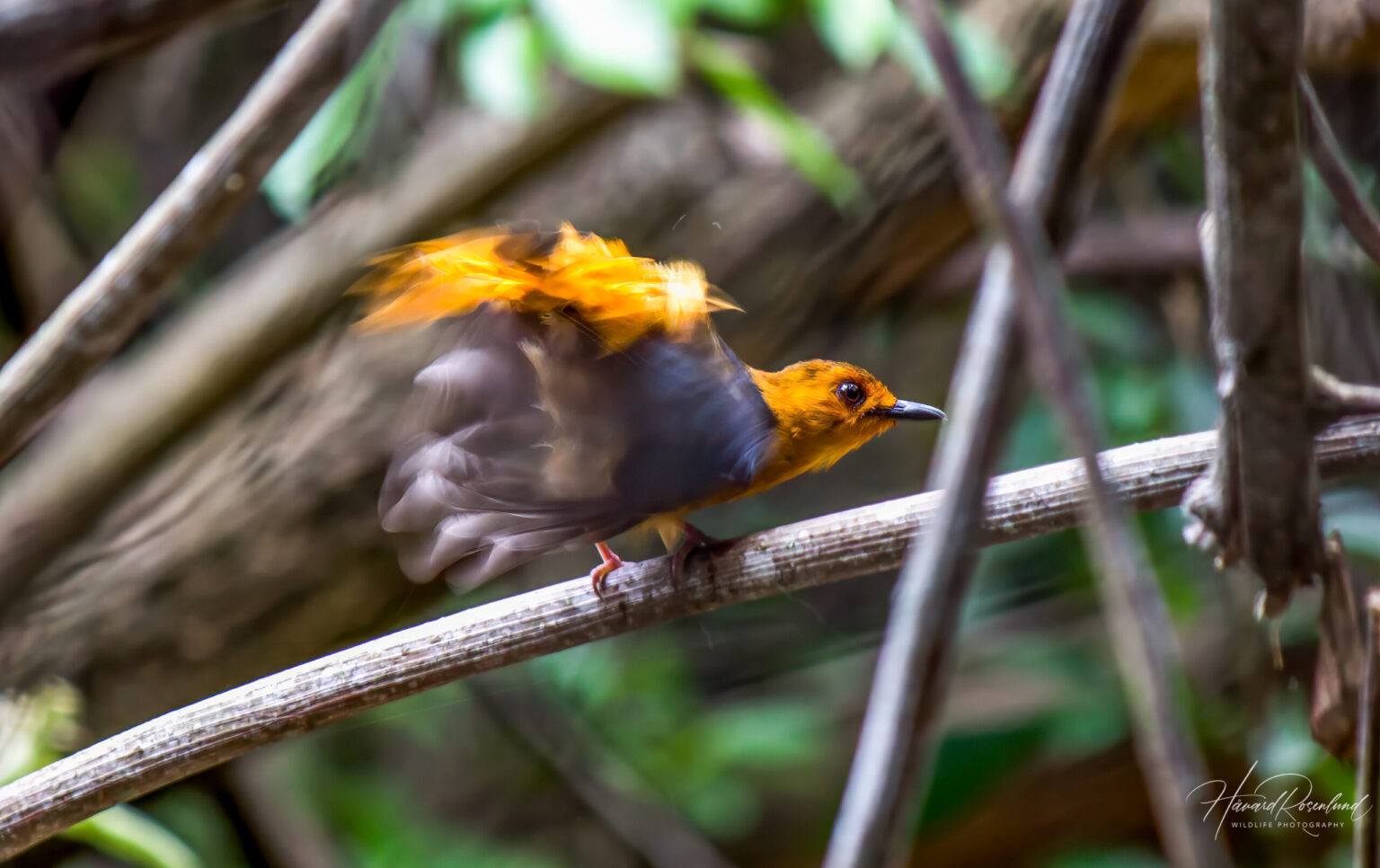 Red-capped Robin-Chat (Cossypha natalensis) @ Rocktail Bay, South Africa. Photo: Håvard Rosenlund