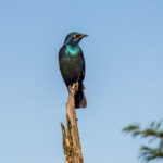 Cape Starling (Lamprotornis nitens) @ Thanda Private Game Reserve, South Africa. Photo: Håvard Rosenlund