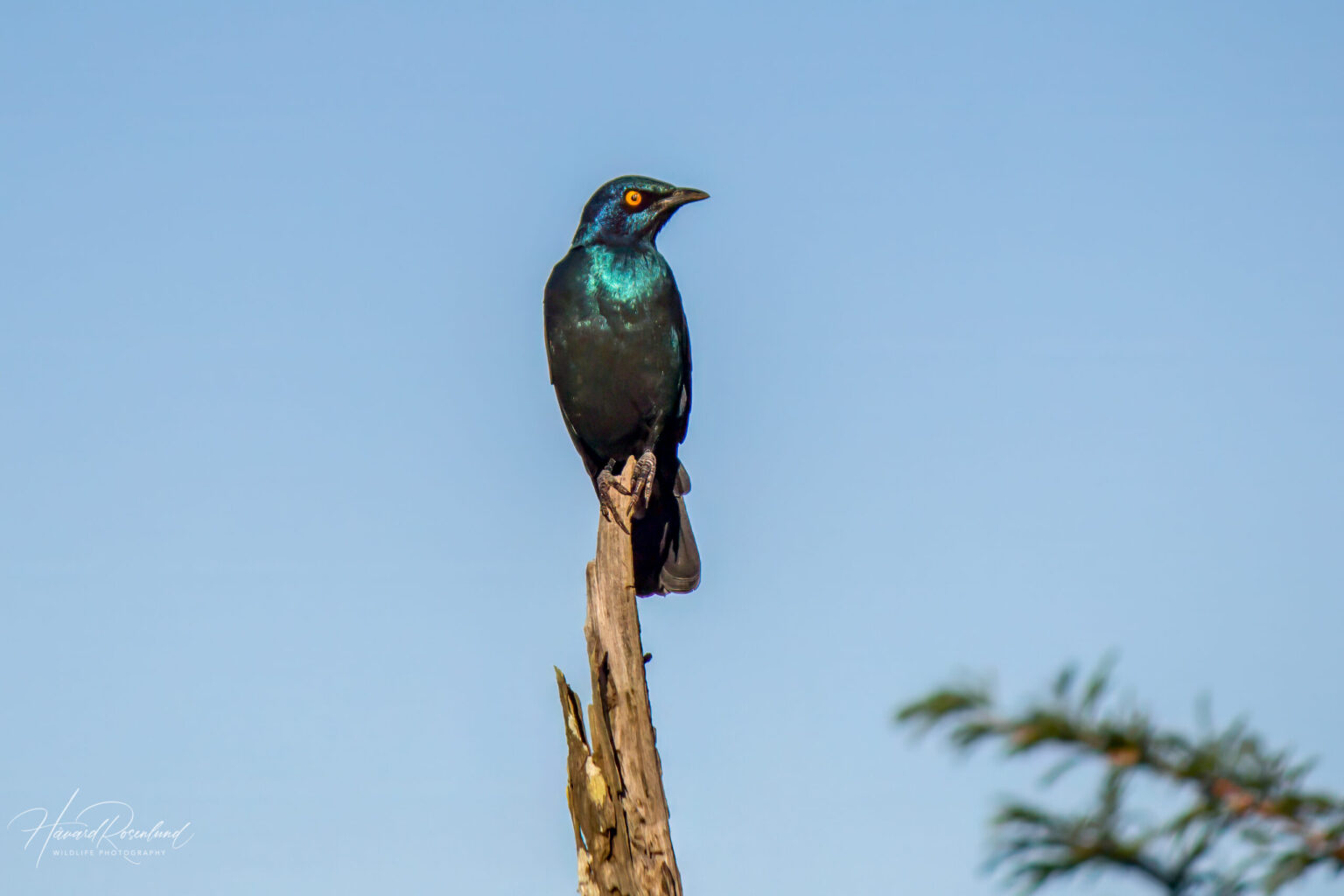 Cape Starling (Lamprotornis nitens) @ Thanda Private Game Reserve, South Africa. Photo: Håvard Rosenlund