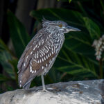 Black-crowned Night Heron (Nycticorax nycticorax) - Juvenile @ San Diego, California, USA. Photo: Håvard Rosenlund