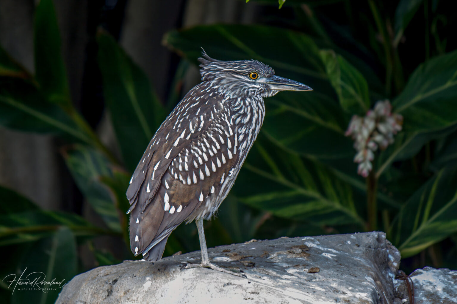 Black-crowned Night Heron (Nycticorax nycticorax) - Juvenile @ San Diego, California, USA. Photo: Håvard Rosenlund