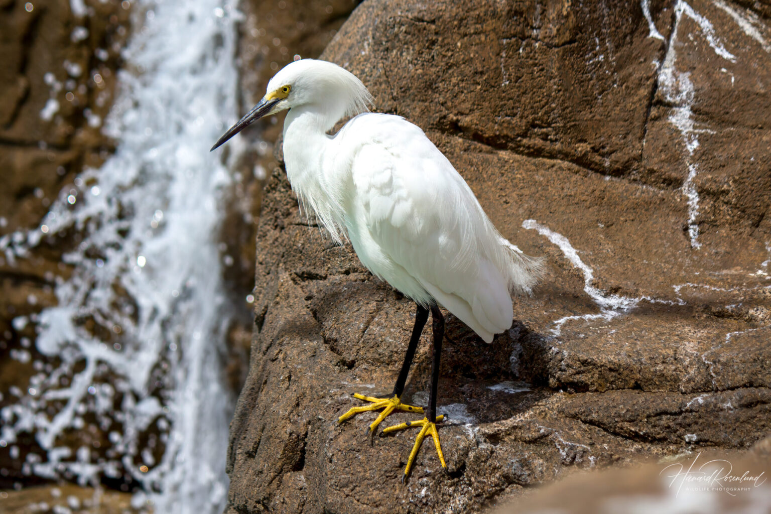 Snowy Egret (Egretta thula) @ San Diego, California, USA. Photo: Håvard Rosenlund