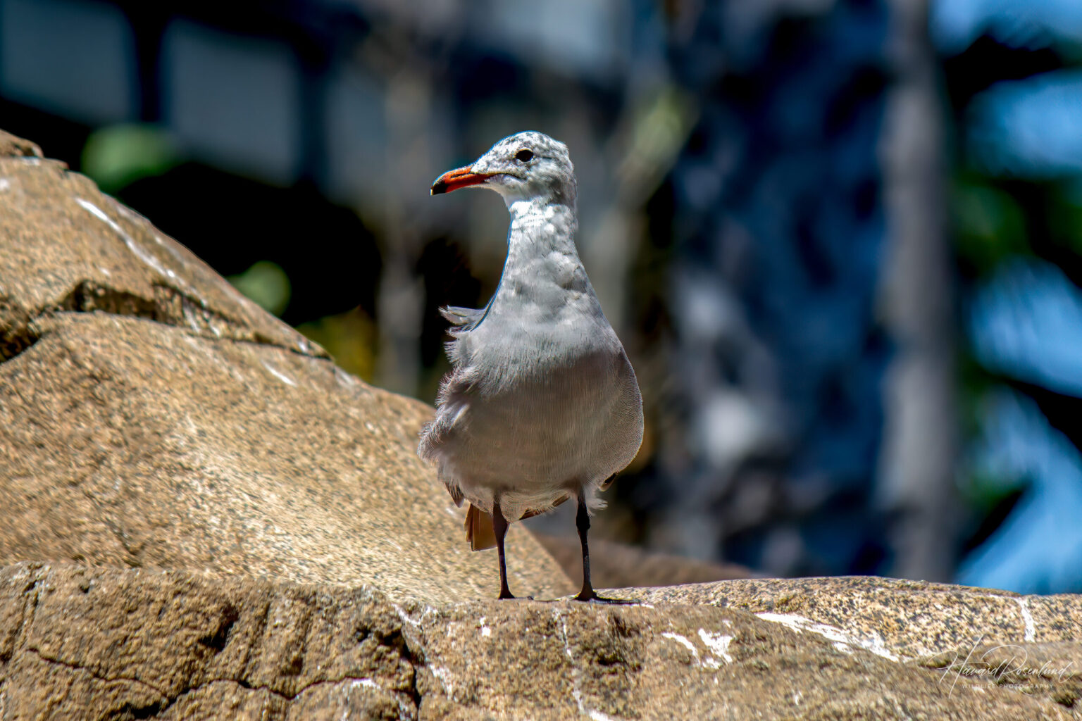 Heermann's Gull (Larus heermanni) @ San Diego, California, USA. Photo: Håvard Rosenlund
