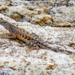 Greater Earless Lizard (Cophosaurus texanus) @ Sonoran Desert, Arizona, USA. Photo: Håvard Rosenlund