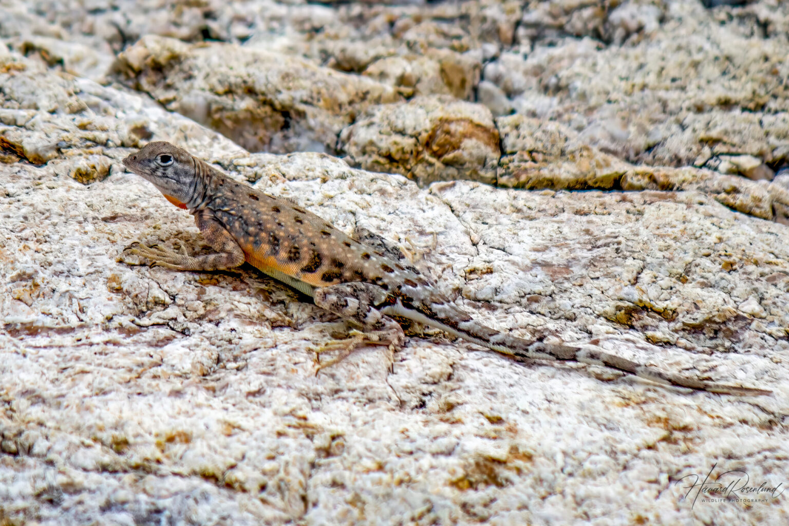 Greater Earless Lizard (Cophosaurus texanus) @ Sonoran Desert, Arizona, USA. Photo: Håvard Rosenlund
