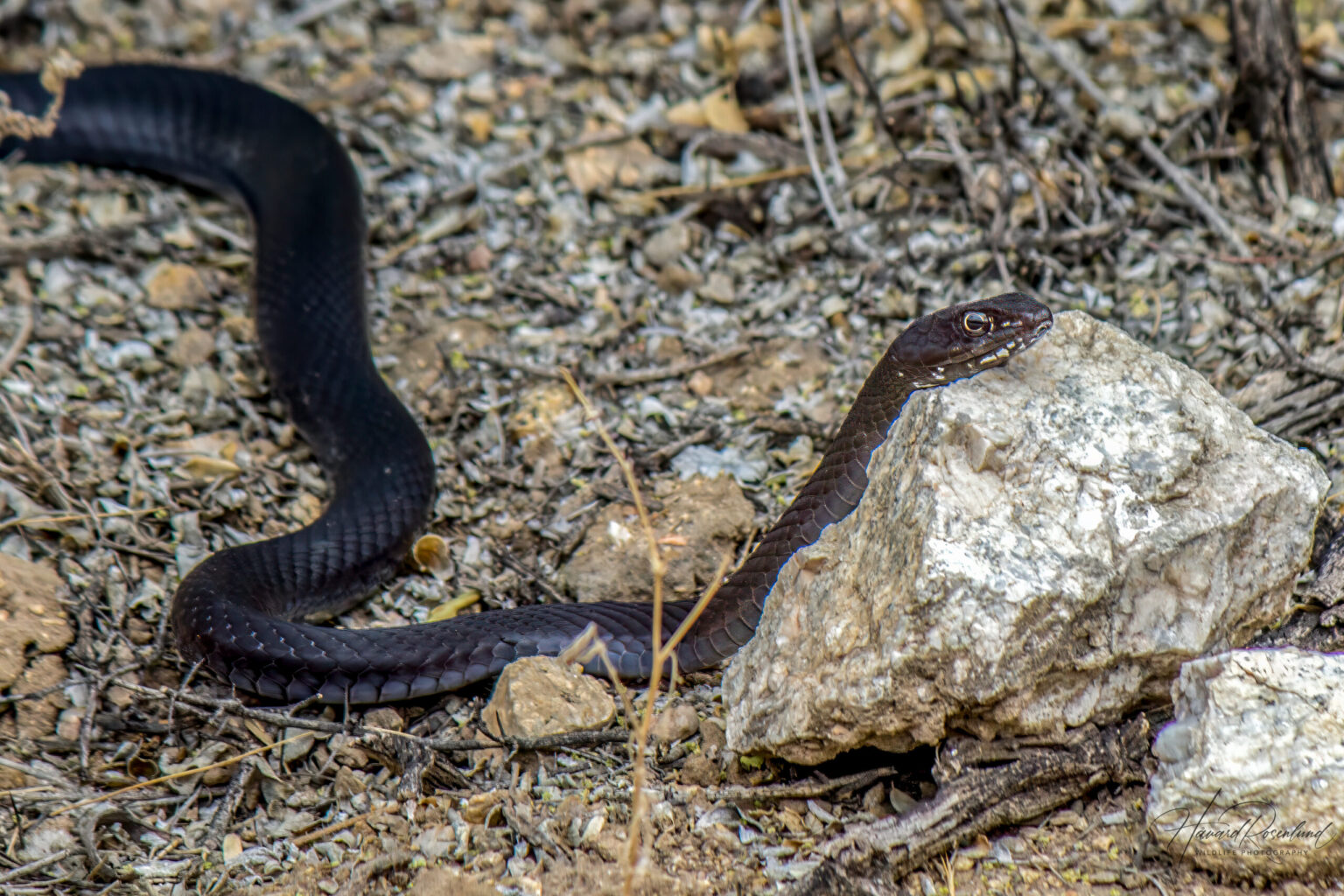 Desert Coachwhip (Masticophis piceus) @ Sonoran Desert, Arizona, USA. Photo: Håvard Rosenlund