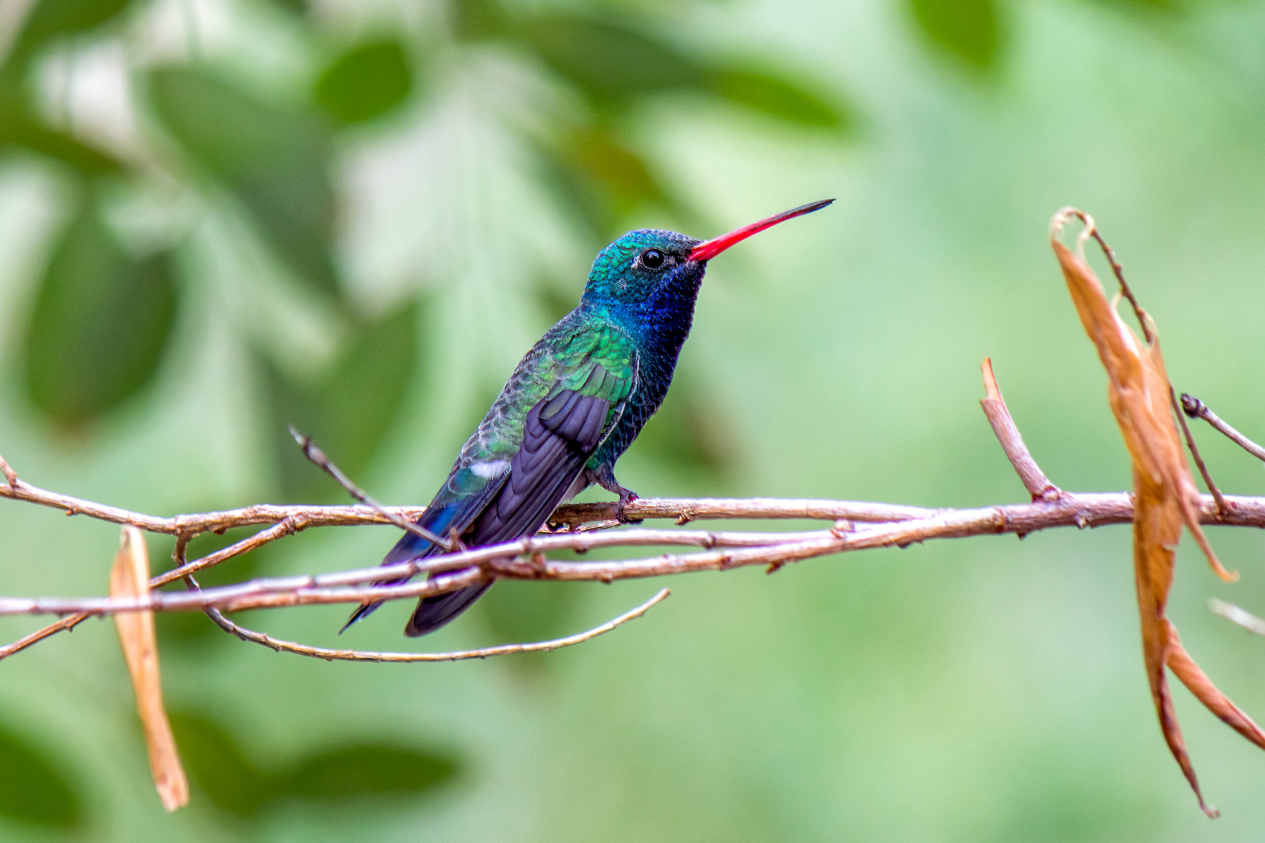 Broad-billed Hummingbird (Cynanthus latirostris) @ Sonoran Desert, Arizona, USA. Photo: Håvard Rosenlund