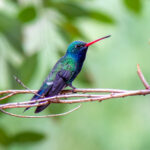 Broad-billed Hummingbird (Cynanthus latirostris) @ Sonoran Desert, Arizona, USA. Photo: Håvard Rosenlund