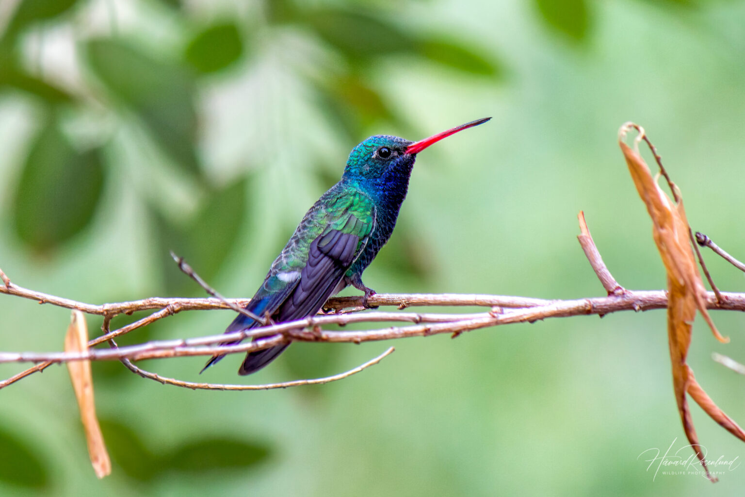 Broad-billed Hummingbird (Cynanthus latirostris) @ Sonoran Desert, Arizona, USA. Photo: Håvard Rosenlund