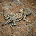 Greater Earless Lizard (Cophosaurus texanus) @ Sonoran Desert, Arizona, USA. Photo: Håvard Rosenlund