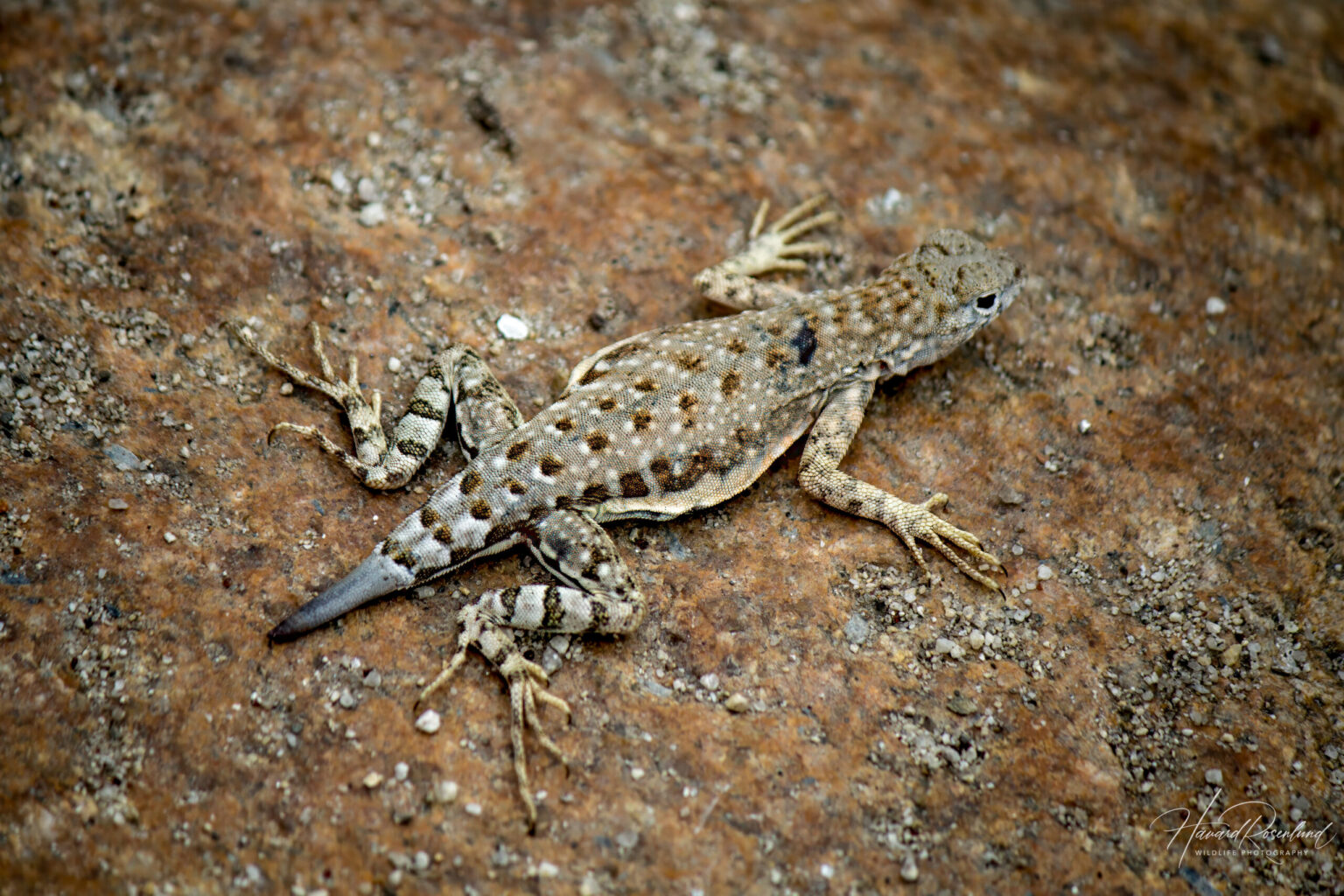 Greater Earless Lizard (Cophosaurus texanus) @ Sonoran Desert, Arizona, USA. Photo: Håvard Rosenlund