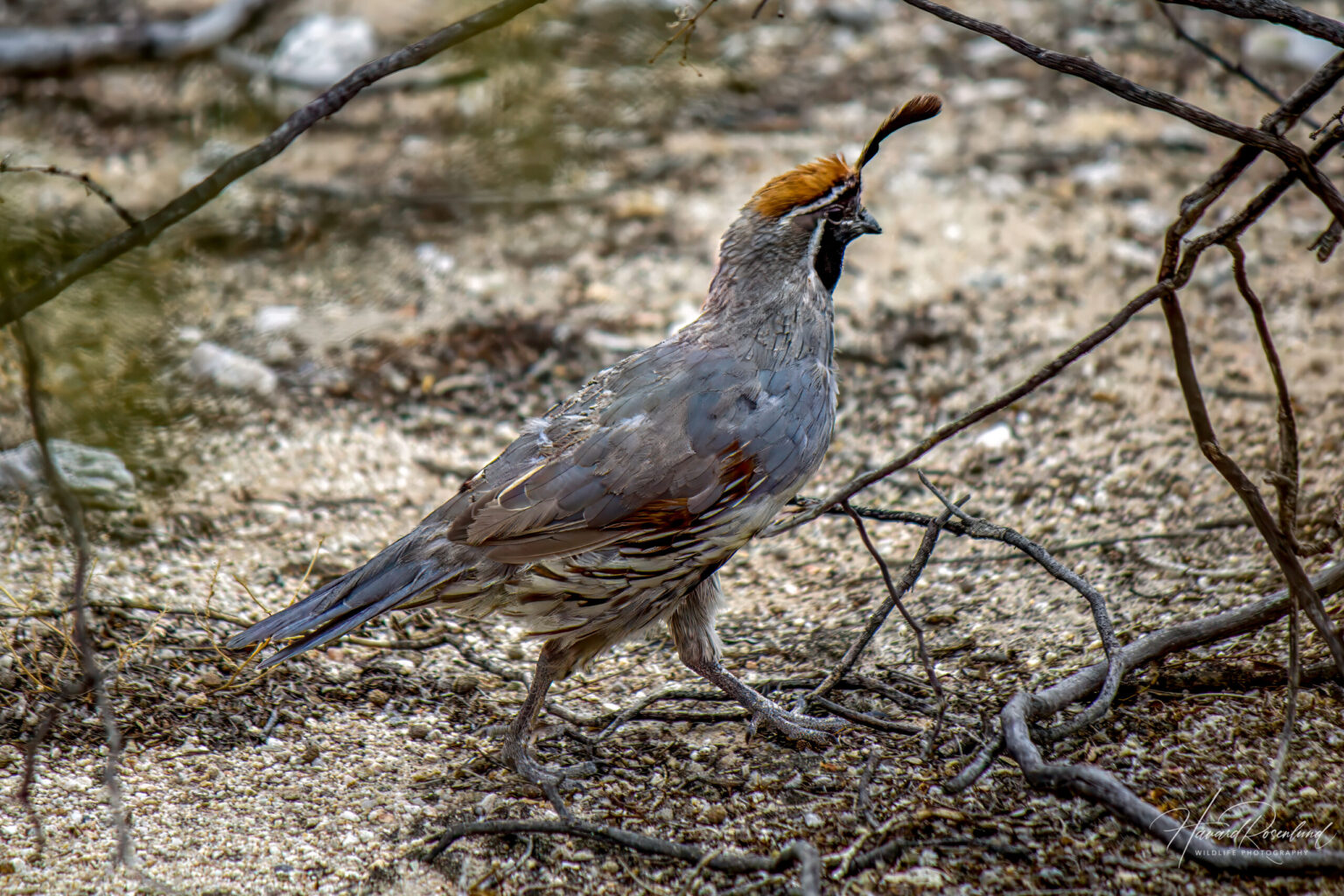 Gambel's Quail (Callipepla gambelii) @ Sonoran Desert, Arizona, USA. Photo: Håvard Rosenlund