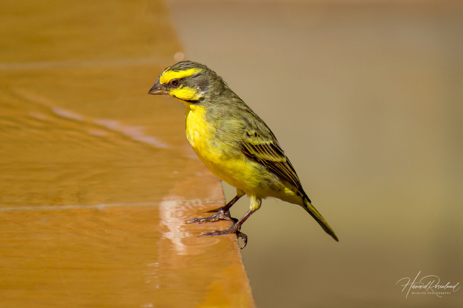 Yellow-fronted Canary (Crithagra mozambica) @ Thanda Private Game Reserve, South Africa. Photo: Håvard Rosenlund