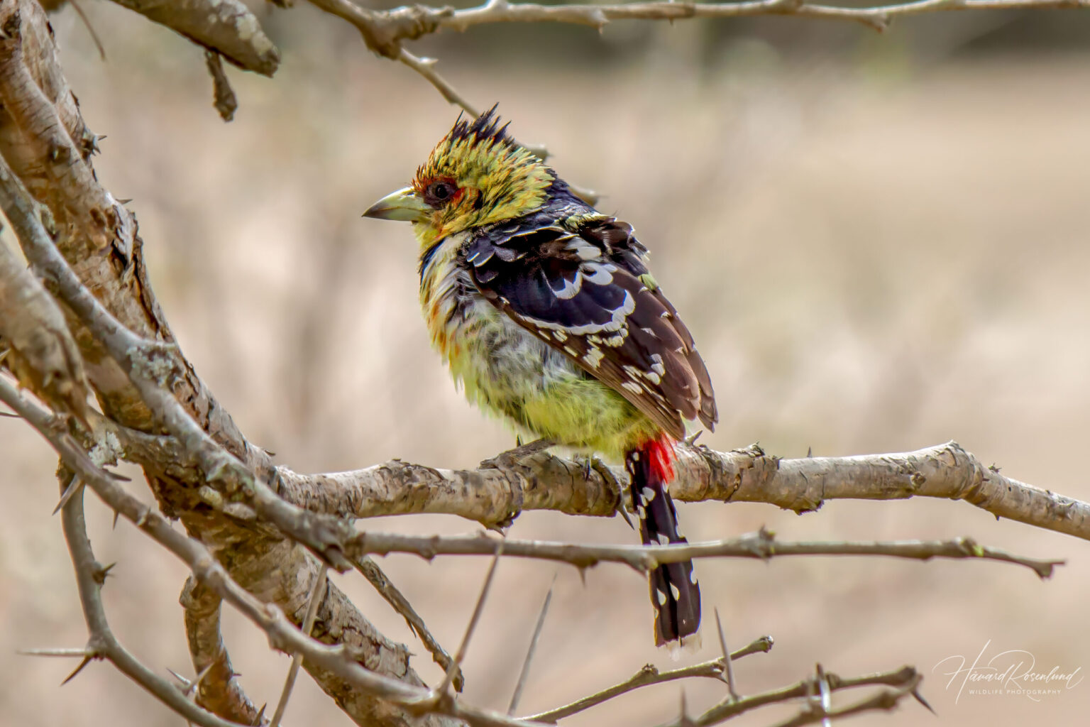 Crested Barbet (Trachyphonus vaillantii) @ Hluhluwe-iMfolozi Park, South Africa. Photo: Håvard Rosenlund
