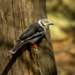 White-crested Helmetshrike (Prionops plumatus) @ Ndumo Game Reserve, South Africa. Photo: Håvard Rosenlund
