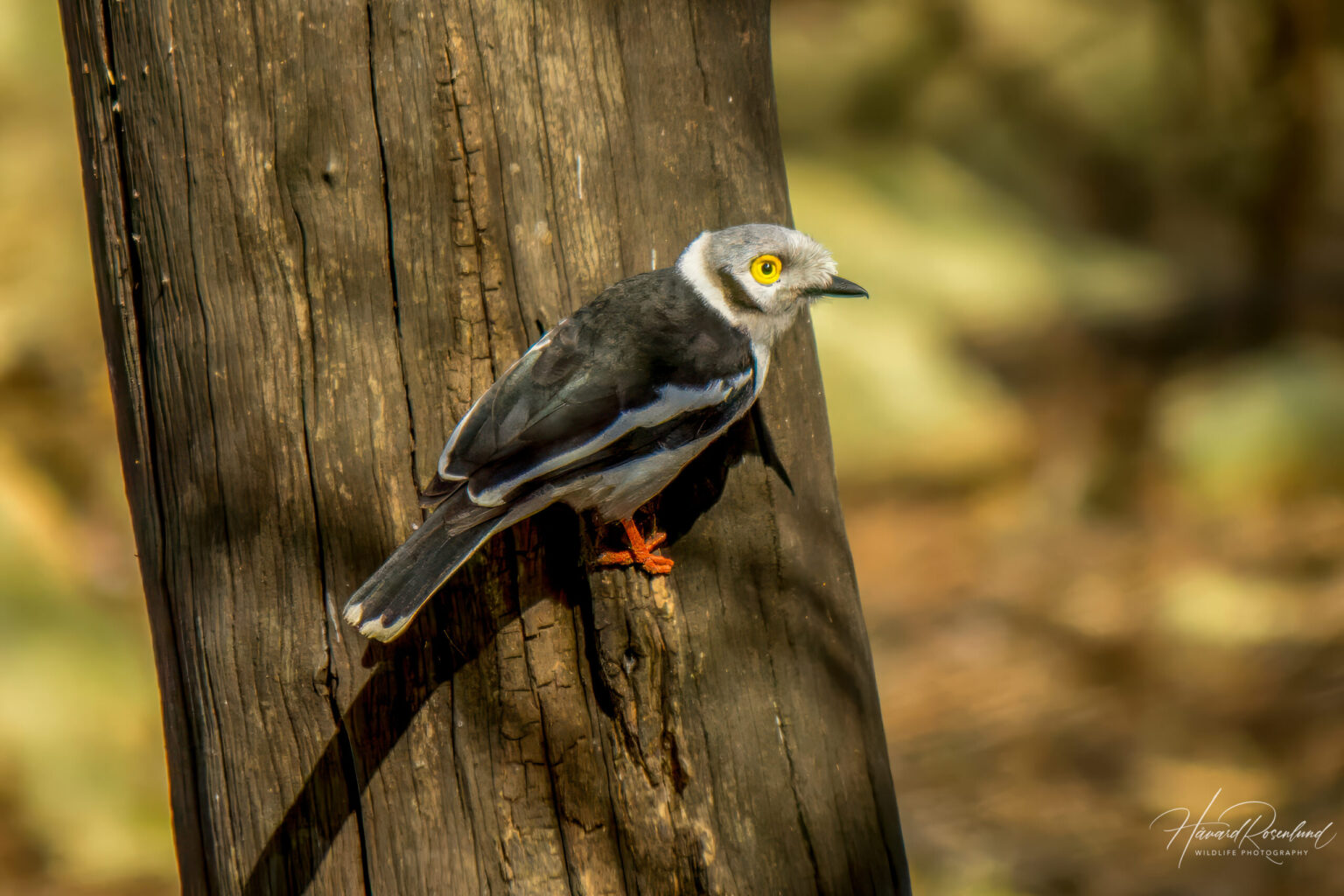 White-crested Helmetshrike (Prionops plumatus) @ Ndumo Game Reserve, South Africa. Photo: Håvard Rosenlund