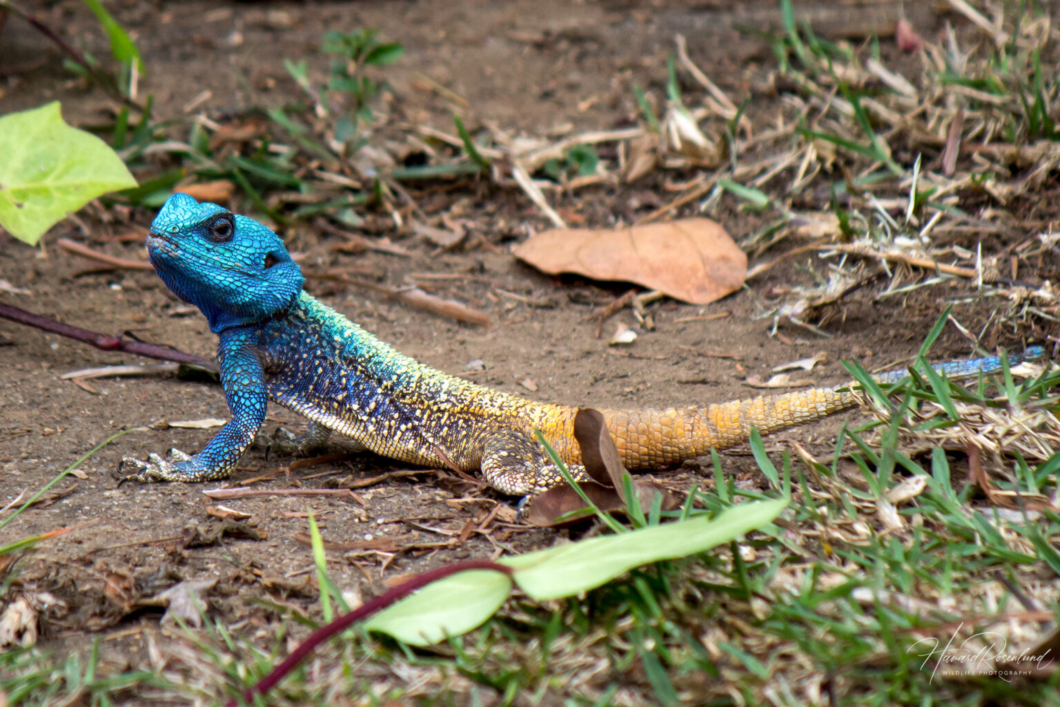 Southern Tree Agama (Acanthocercus atricollis) @ Pietermaritzburg, South Africa. Photo: Håvard Rosenlund