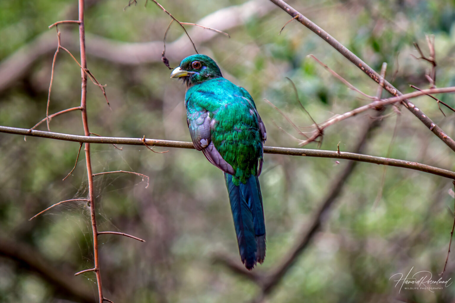 Narina Trogon (Apaloderma narina) - Juvenile Male @ Eastern Shores - iSimangaliso Wetland Park, South Africa. Photo: Håvard Rosenlund