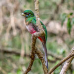 Narina Trogon (Apaloderma narina) - Juvenile Male @ Eastern Shores - iSimangaliso Wetland Park, South Africa. Photo: Håvard Rosenlund