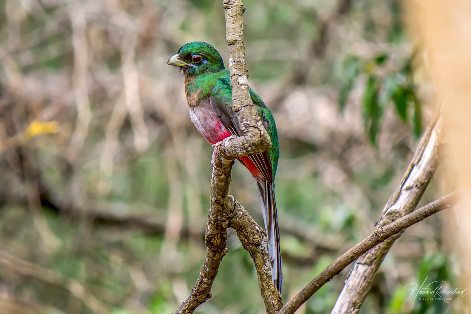Narina Trogon (Apaloderma narina) - Juvenile Male @ Eastern Shores - iSimangaliso Wetland Park, South Africa. Photo: Håvard Rosenlund