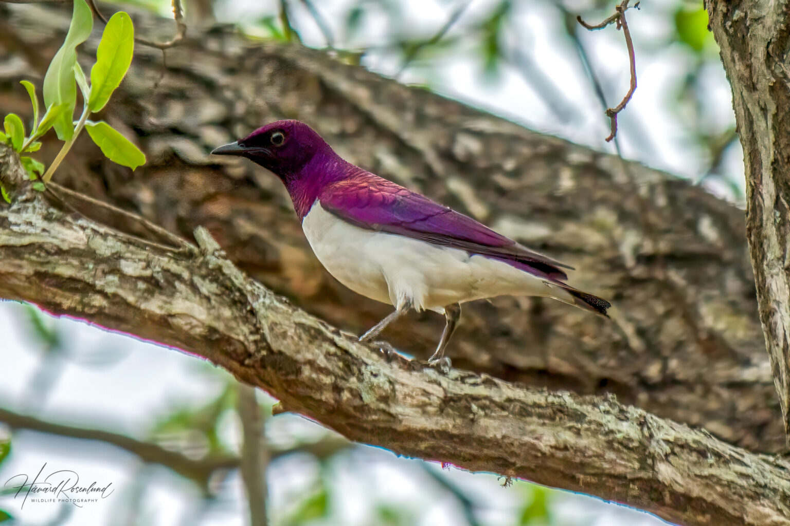 Violet-backed Starling (Cinnyricinclus leucogaster) @ Ndumo Game Reserve, South Africa. Photo: Håvard Rosenlund