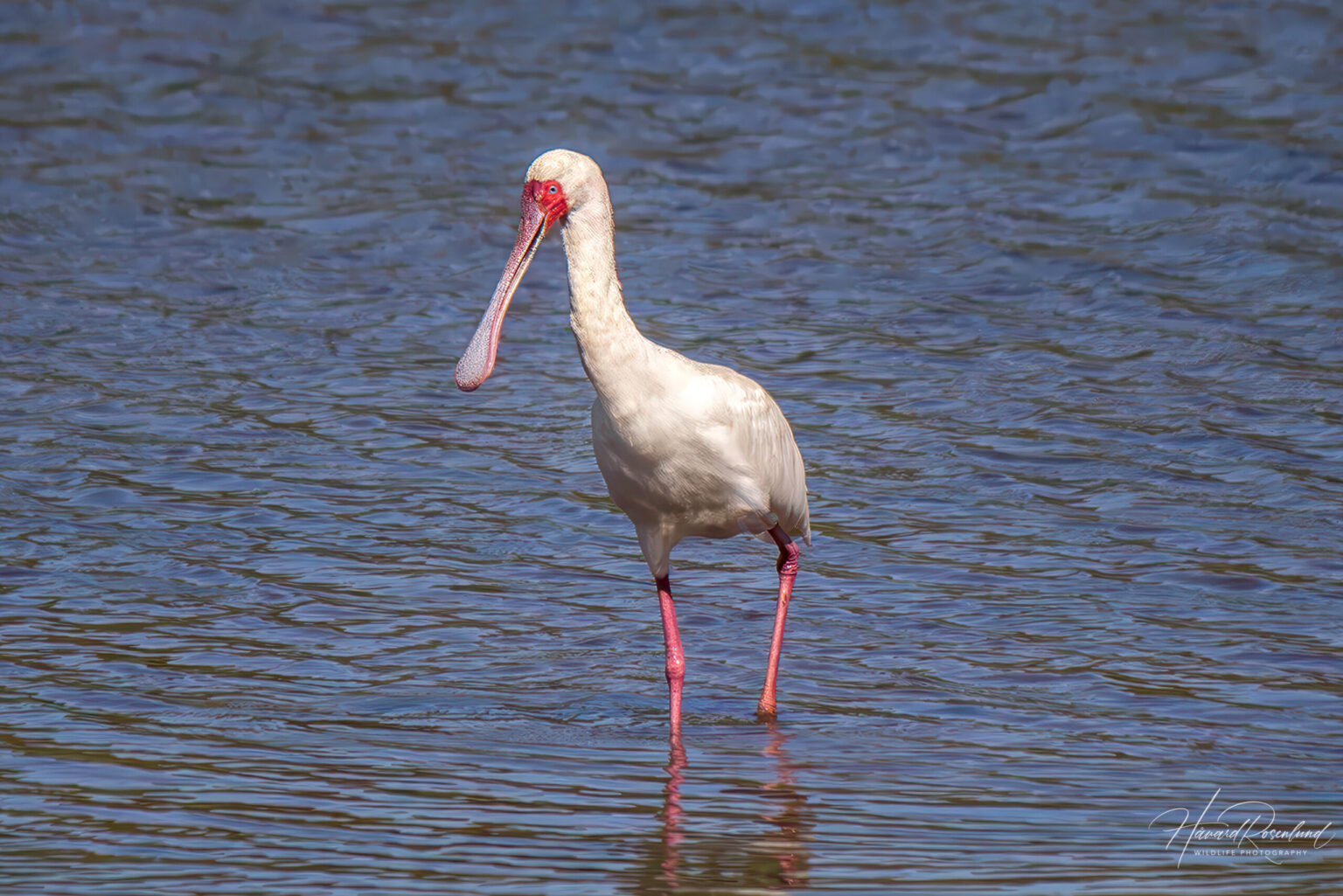 African Spoonbill (Platalea alba) @ Ndumo Game Reserve, South Africa. Photo: Håvard Rosenlund