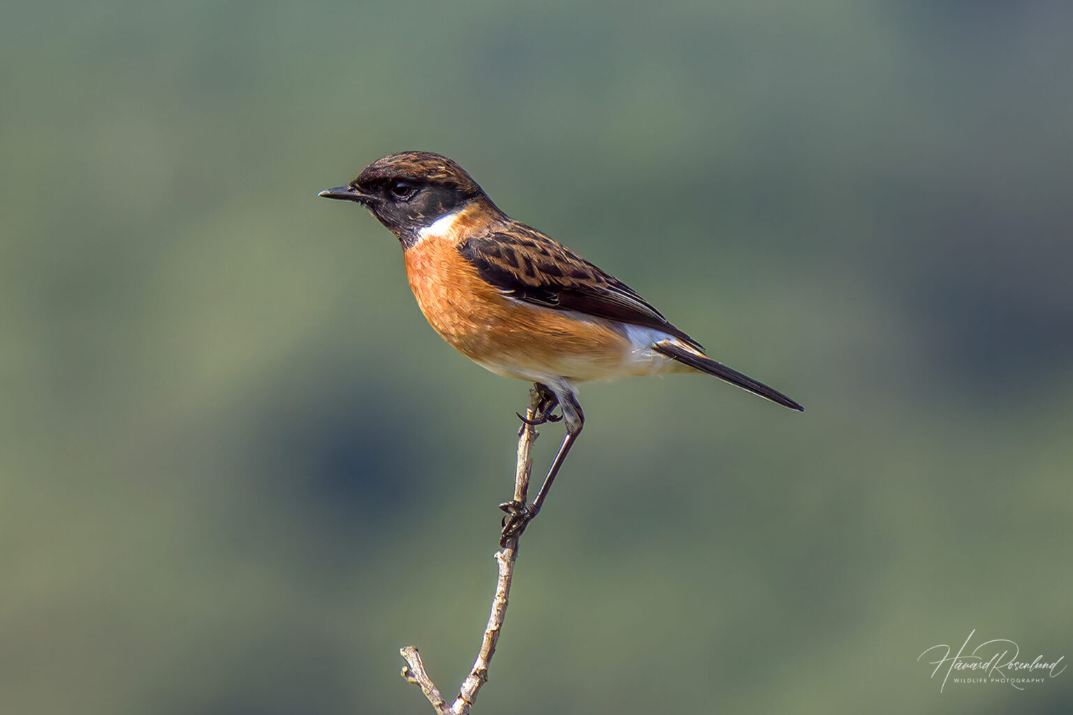 African Stonechat (Saxicola torquatus) @ Eastern Shores - iSimangaliso Wetland Park, South Africa. Photo: Håvard Rosenlund