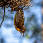 Dark-backed Weaver (Ploceus bicolor) @ Tembe Elephant Park, South Africa. Photo: Håvard Rosenlund