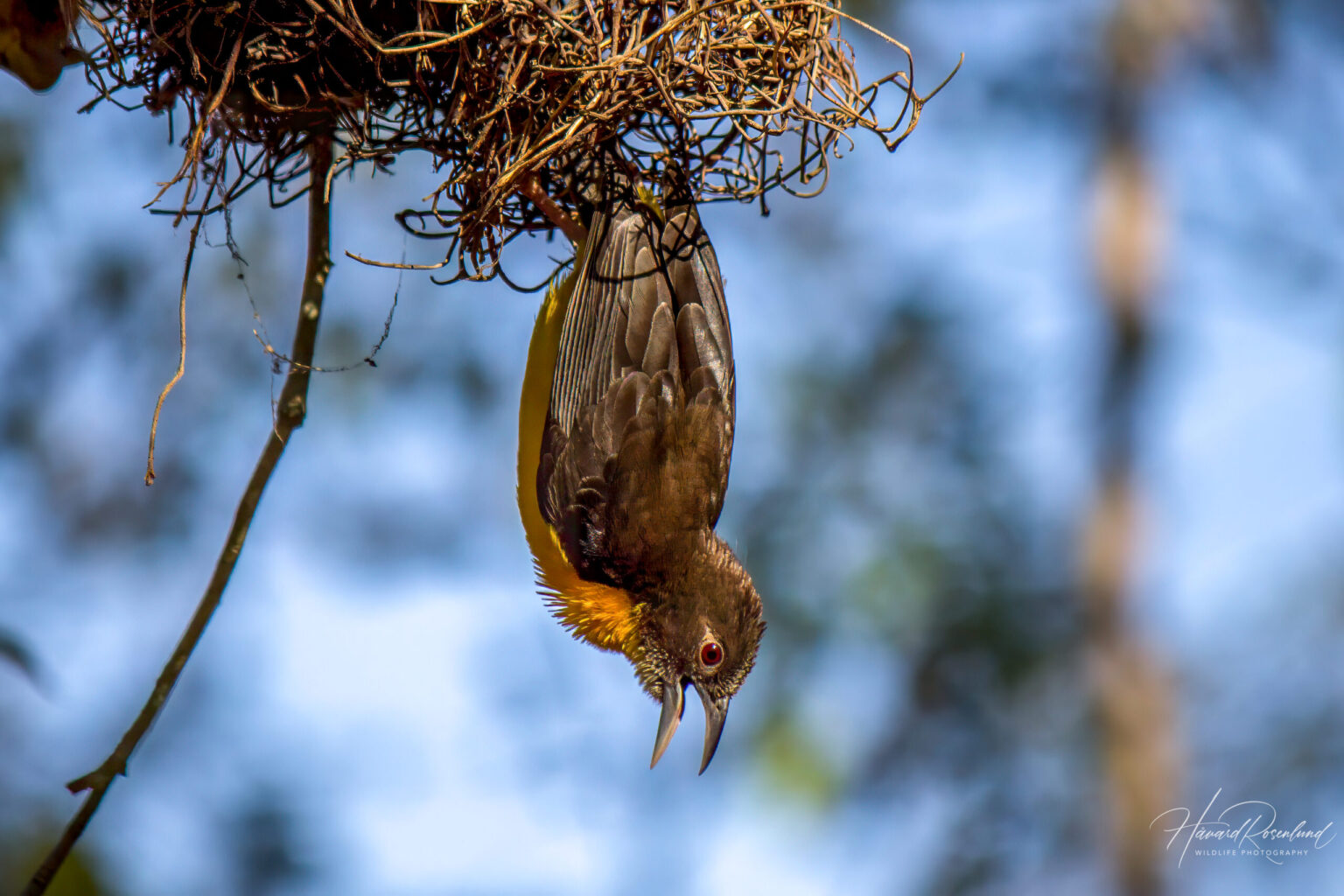 Dark-backed Weaver (Ploceus bicolor) @ Tembe Elephant Park, South Africa. Photo: Håvard Rosenlund