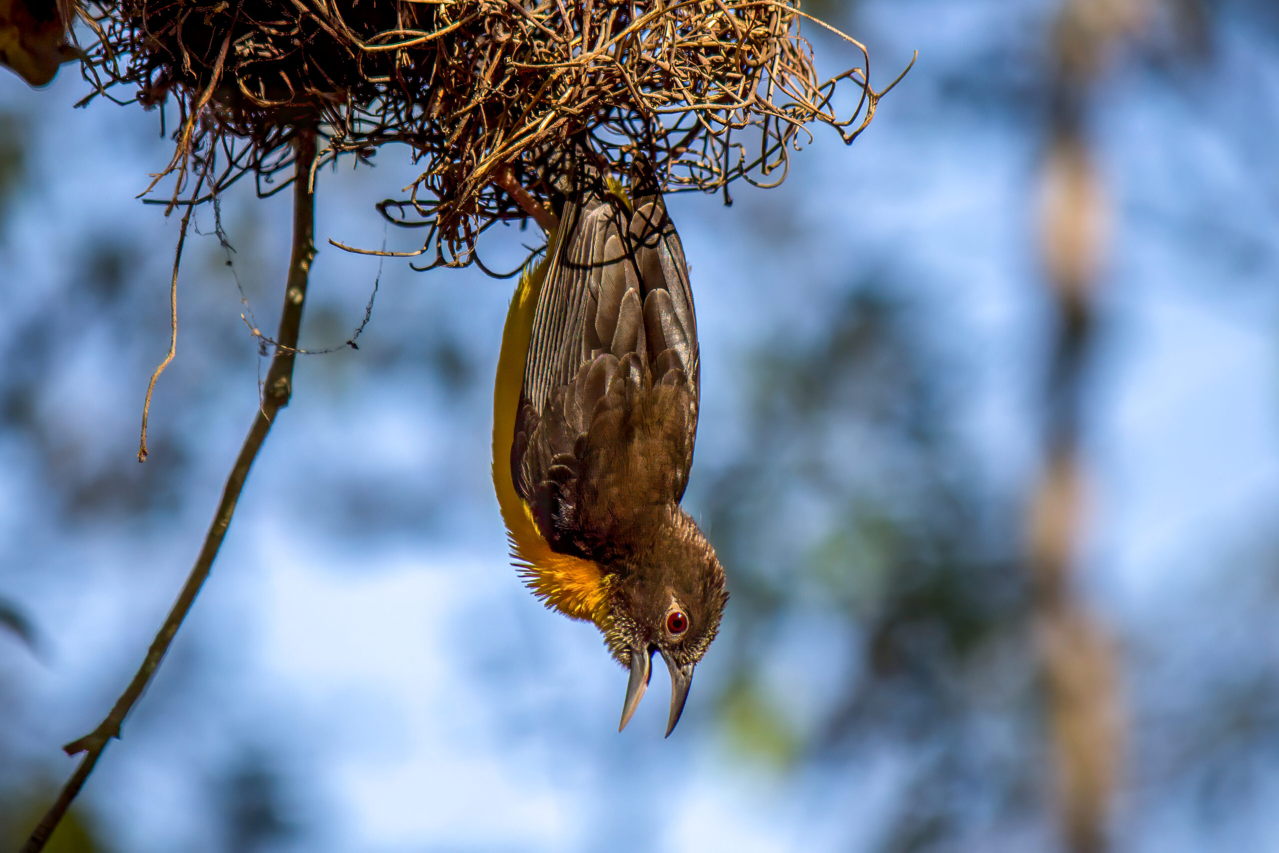 Dark-backed Weaver (Ploceus bicolor) @ Tembe Elephant Park, South Africa. Photo: Håvard Rosenlund