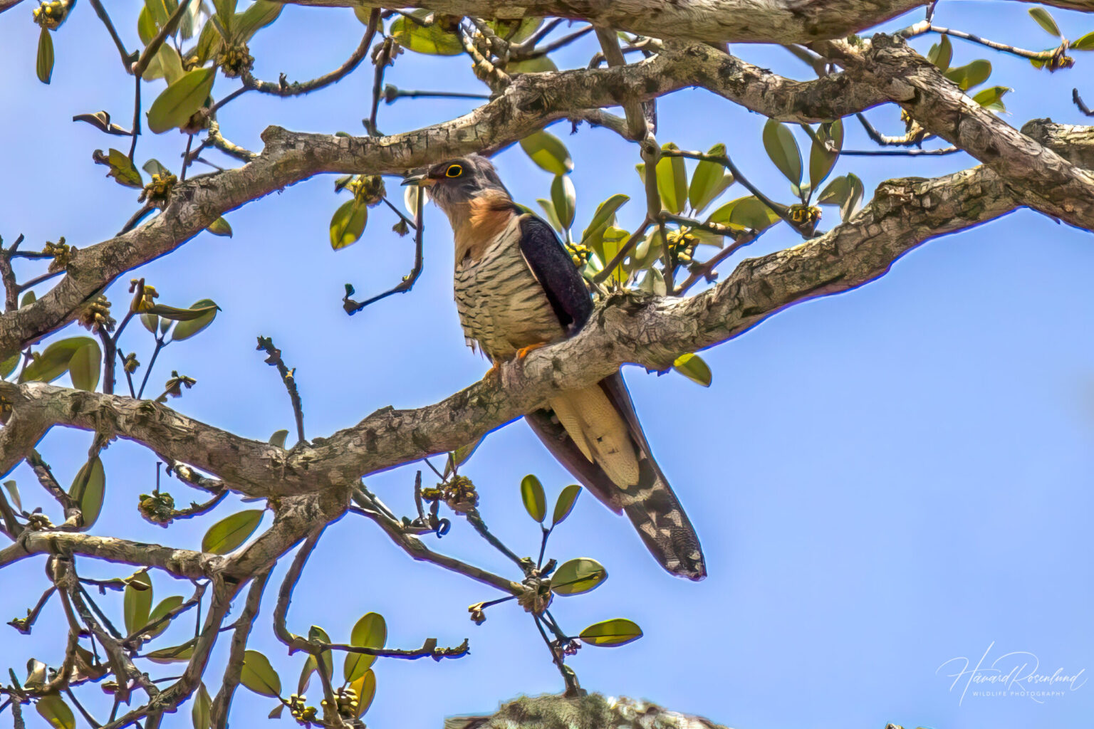 Red-chested Cuckoo (Cuculus solitarius) @ Tembe Elephant Park, South Africa. Photo: Håvard Rosenlund