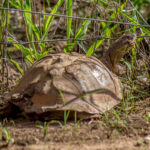 Serrated Hinged Terrapin (Pelusios sinuatus) @ Tembe Elephant Park, South Africa. Photo: Håvard Rosenlund