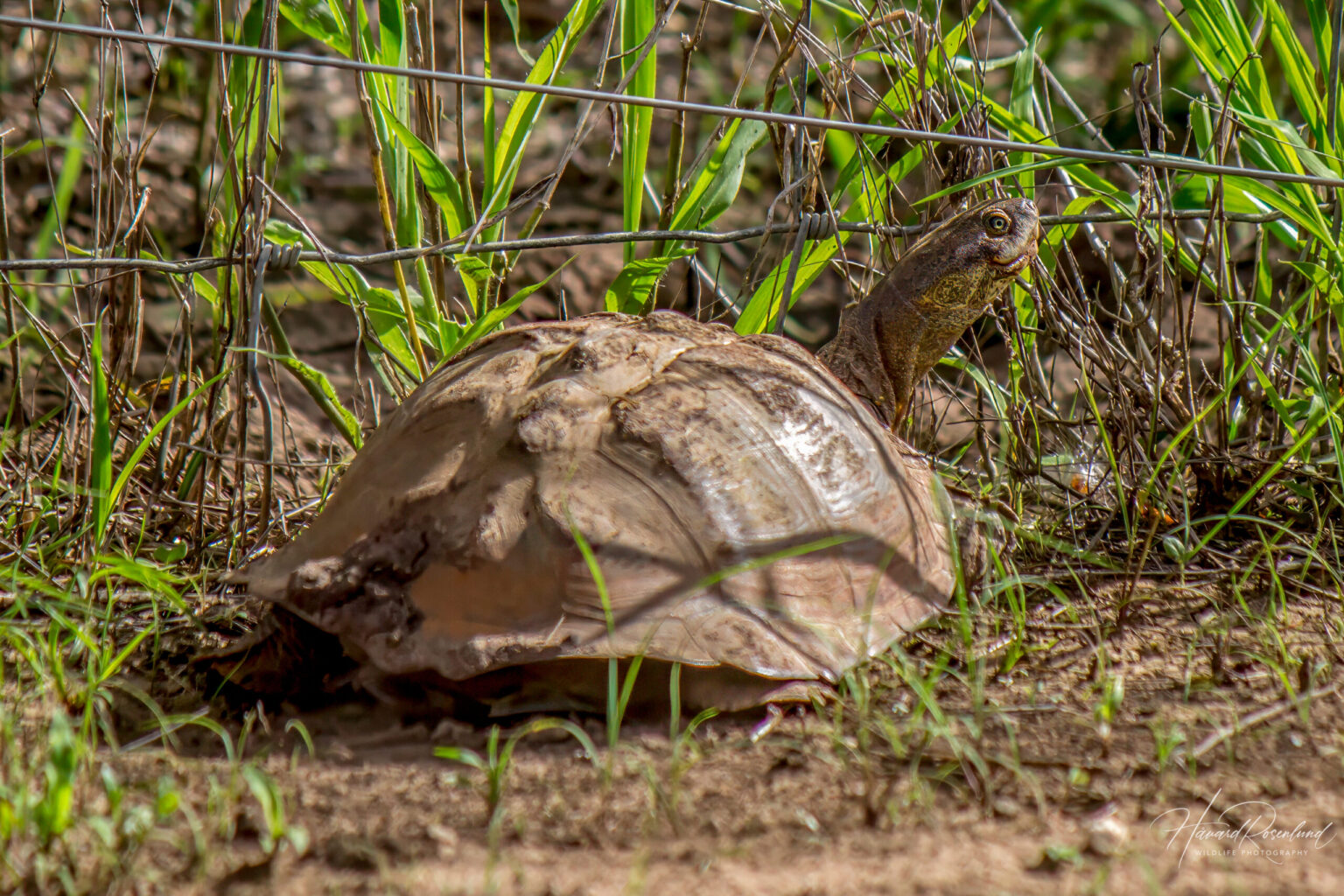 Serrated Hinged Terrapin (Pelusios sinuatus) @ Tembe Elephant Park, South Africa. Photo: Håvard Rosenlund