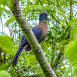 Purple-crested Turaco (Gallirex porphyreolophus) @ St Lucia Estuary, South Africa. Photo: Håvard Rosenlund