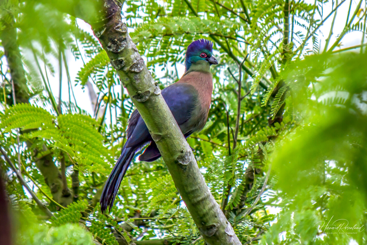 Purple-crested Turaco (Gallirex porphyreolophus) @ St Lucia Estuary, South Africa. Photo: Håvard Rosenlund