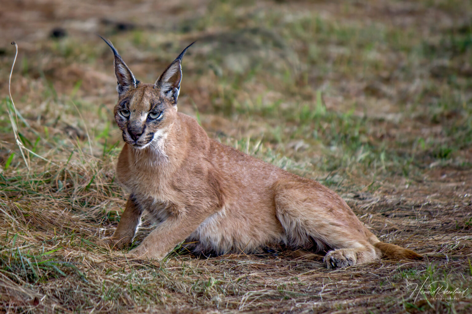 Karakal (Caracal caracal) @ Nottingham Road, Sør-Afrika. Foto: Håvard Rosenlund