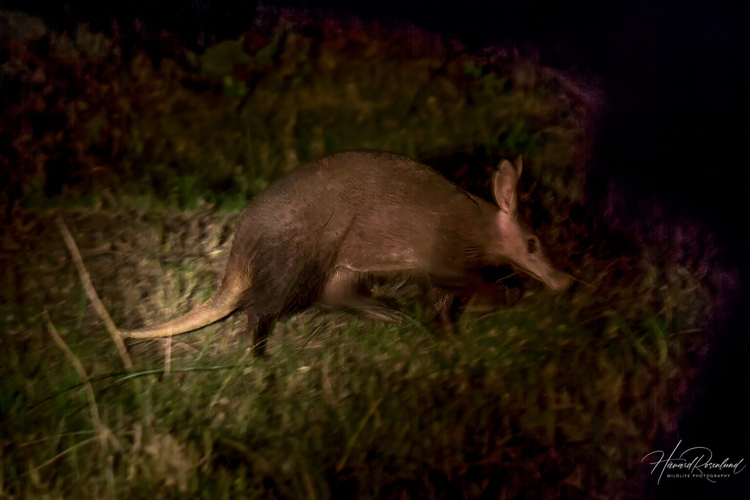 Aardvark (Orycteropus afer) @ Eastern Shores - iSimangaliso Wetland Park, South Africa. Photo: Håvard Rosenlund