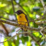 Dark-backed Weaver (Ploceus bicolor) @ Tembe Elephant Park, South Africa. Photo: Håvard Rosenlund
