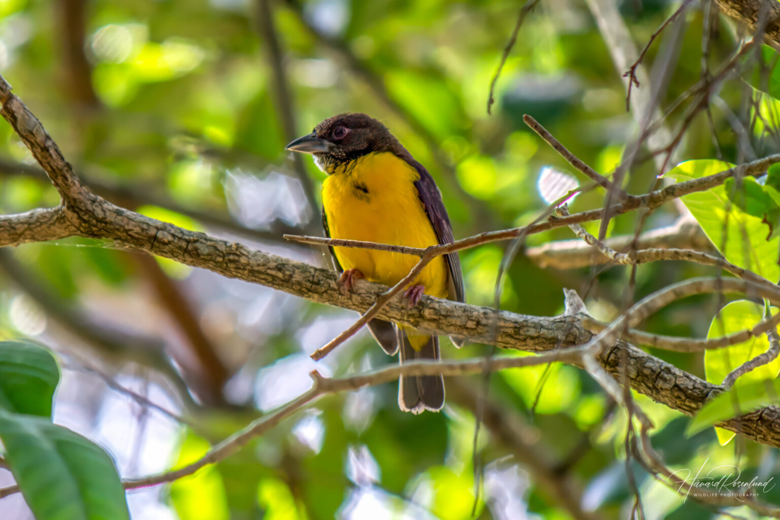 Dark-backed Weaver (Ploceus bicolor) @ Tembe Elephant Park, South Africa. Photo: Håvard Rosenlund