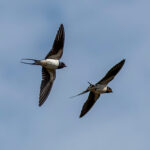 Barn Swallow (Hirundo rustica) @ Maridalen, Oslo, Norway. Photo: Håvard Rosenlund