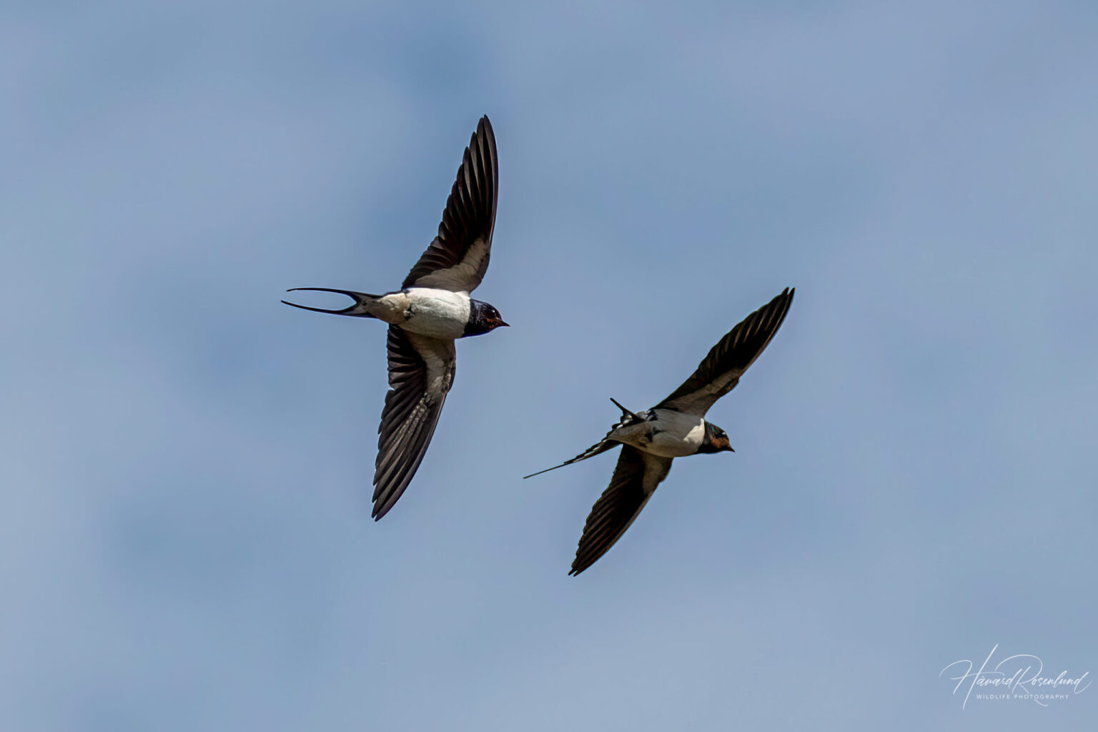 Barn Swallow (Hirundo rustica) @ Maridalen, Oslo, Norway. Photo: Håvard Rosenlund