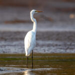 Great Egret (Ardea alba) @ Satpura National Park, India. Photo: Håvard Rosenlund