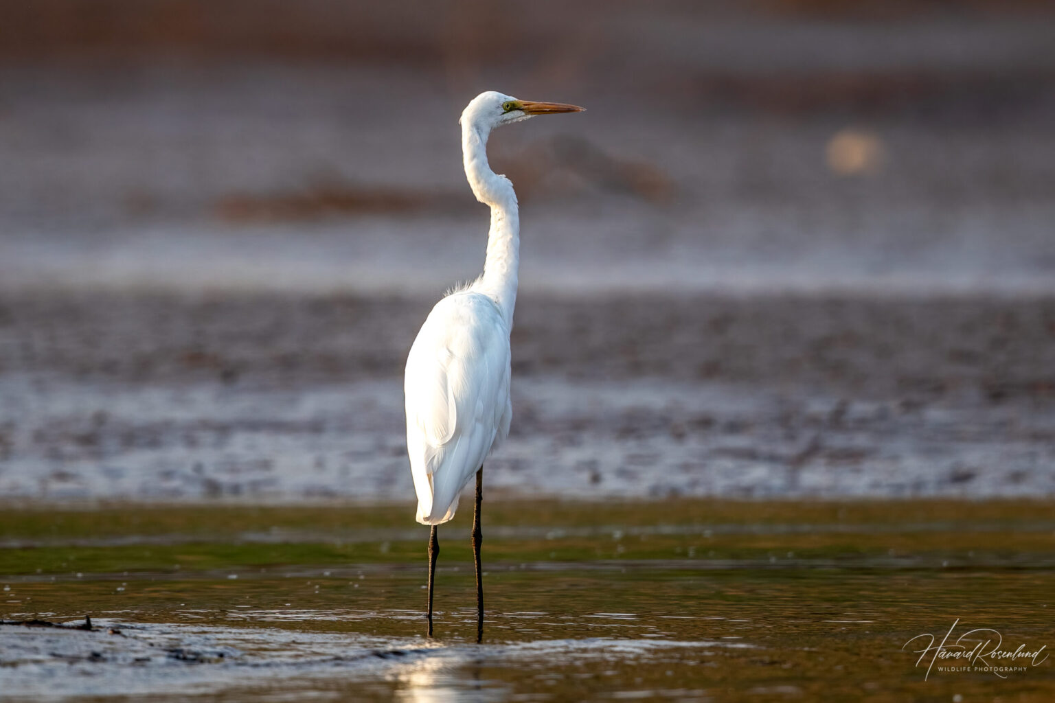 Great Egret (Ardea alba) @ Satpura National Park, India. Photo: Håvard Rosenlund