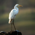 Great Egret (Ardea alba) @ Satpura National Park, India. Photo: Håvard Rosenlund